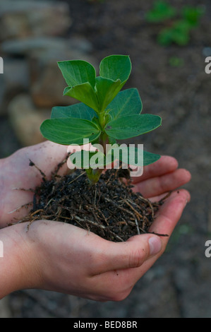 Fava piantina detenute in mani femminili Foto Stock