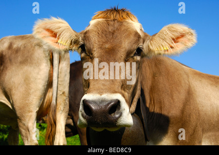 Hornless Svizzero marrone vacca da latte guardando verso la telecamera, Vaud, Svizzera, Europa Foto Stock