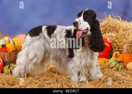 English Cocker Spaniel, in bianco e nero / paglia, zucche, laterale Foto Stock