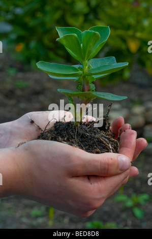 Fava piantina detenute in mani femminili Foto Stock