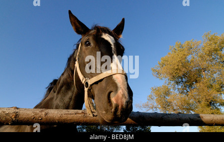 Chiudere fino a bassa ampia angolazione di una testa di cavallo Foto Stock