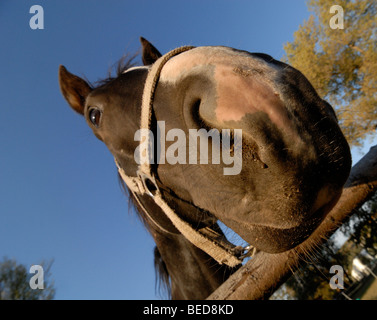 Chiudere fino a bassa ampia angolazione di una testa di cavallo Foto Stock