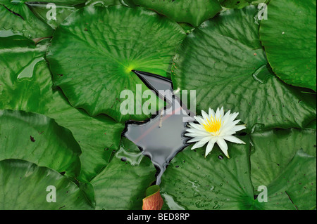 Ninfee Nymphaea sp., Lago di Bradford, Florida Foto Stock
