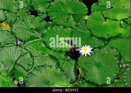 Ninfee Nymphaea sp., Lago di Bradford, Florida Foto Stock