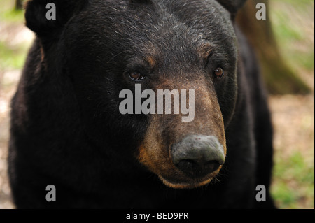 Orso nero, ursus americanus, florida, captive Foto Stock