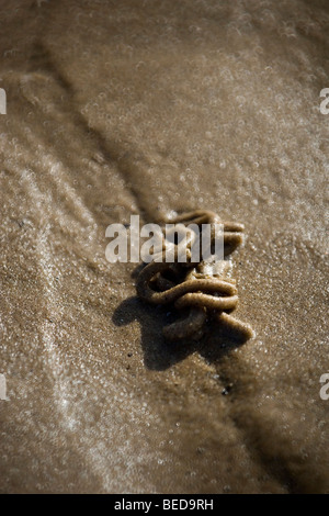 (Lugworm arenicola marina) colato su umido nord sabbiosa spiaggia di Norfolk Foto Stock