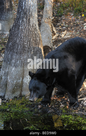 Orso nero, ursus americanus, florida, captive Foto Stock