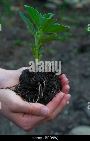 Fava piantina detenute in mani femminili Foto Stock