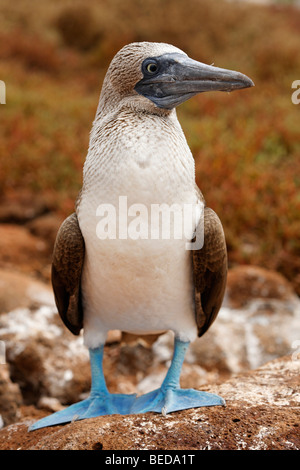 Blu-footed Booby (Sula nebouxii), North Seymour Island, Arcipelago delle Galapagos, Ecuador, Sud America, Oceano Pacifico Foto Stock