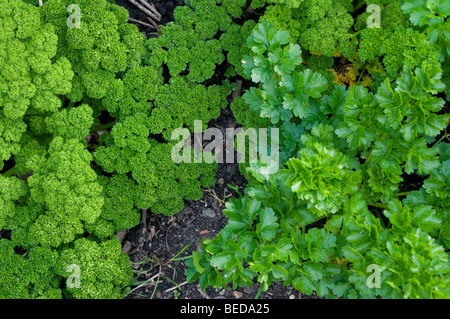 Il contrasto tra la parentesi-leafed prezzemolo e piatto italiano leafed prezzemolo Foto Stock