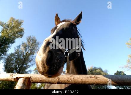 Chiudere fino a bassa ampia angolazione di una testa di cavallo Foto Stock