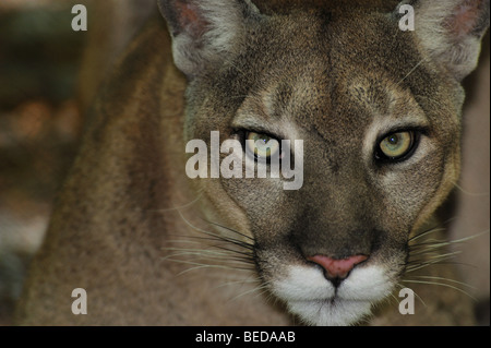 Florida Panther, Puma concolor coryi, florida, captive Foto Stock