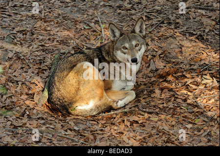 Il lupo rosso, canis rufus, Florida (prigioniero) Foto Stock