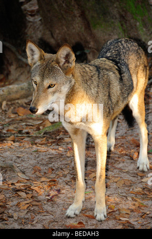 Il lupo rosso, canis rufus, Florida (prigioniero) Foto Stock