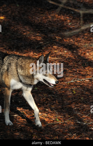 Il lupo rosso, canis rufus, Florida (prigioniero) Foto Stock