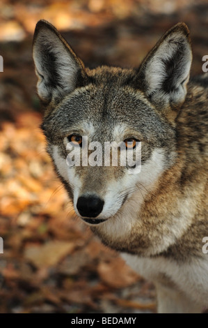 Il lupo rosso, canis rufus, Florida (prigioniero) Foto Stock