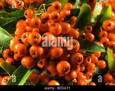 Bacche Firethorn (Pyracantha ibrido bagliore arancione) Foto Stock