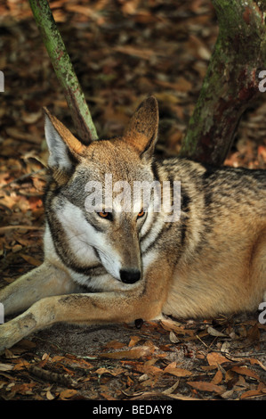 Il lupo rosso, canis rufus, Florida (prigioniero) Foto Stock