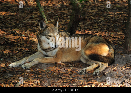 Il lupo rosso, canis rufus, Florida (prigioniero) Foto Stock