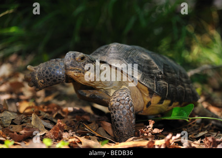 Gopher tartaruga, Gopherus polyphemus, florida, captive Foto Stock