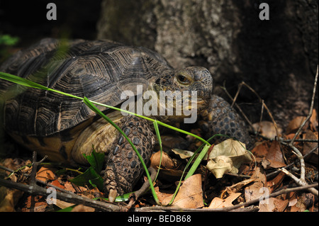 Gopher tartaruga, Gopherus polyphemus, florida, captive Foto Stock