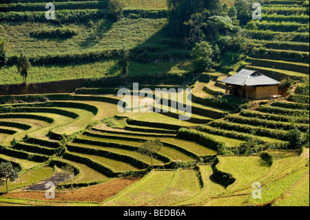 Capanna su terrazze di riso, Bac Ha, Vietnam del nord, sud-est asiatico Foto Stock