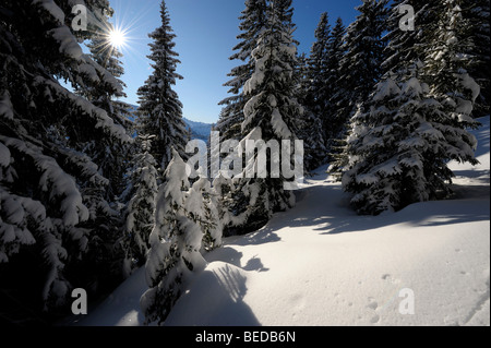 Foresta di inverno in controluce, Spiesser, Unterjoch, Oberallgaeu, Baviera, Germania, Europa Foto Stock