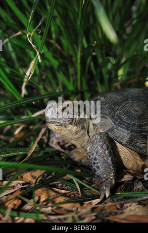 Gopher tartaruga, Gopherus polyphemus, florida, captive Foto Stock