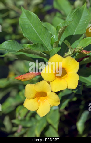 L'Allamanda giallo tromba come flower Foto Stock