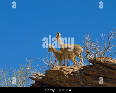 Klipspringer (Oreotragus oreotragus) al Passo Gossberg, Namibia, Africa Foto Stock