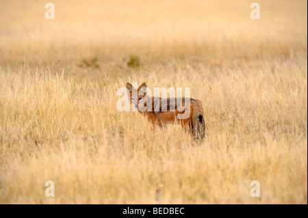 Nero-backed Jackal (Canis mesomelas) vicino a Sesriem, Namibia, Africa Foto Stock