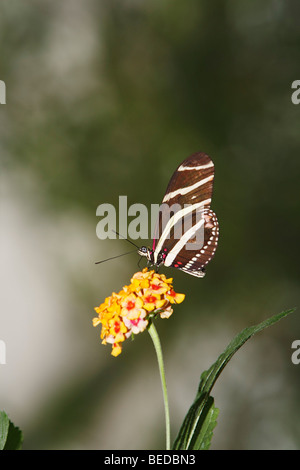 Zebra Longwing (Heliconius charithonia) Foto Stock