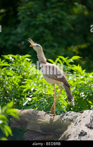 Red-gambe o Seriema crestato Cariama (Cariama cristata) e lo Zoo di Schoenbrunn, Vienna, Austria, Europa Foto Stock