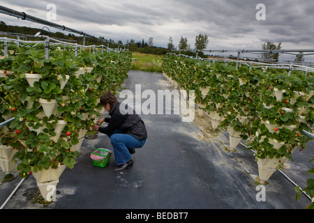 Donna raccolta di fragole a scegliere la vostra cultura idroponica agriturismo vicino a Skaneateles, New York Regione dei Laghi Finger Foto Stock