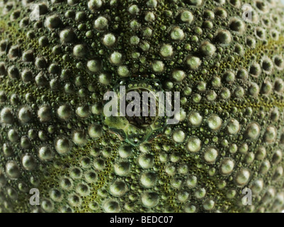 Lo scheletro di un ricci di mare (Echinoidae), close-up, la fotografia macro Foto Stock
