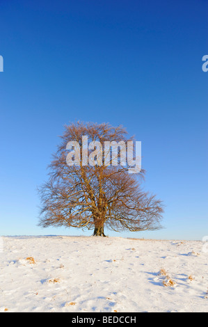 Europea di faggio (Fagus sylvatica) Foto Stock