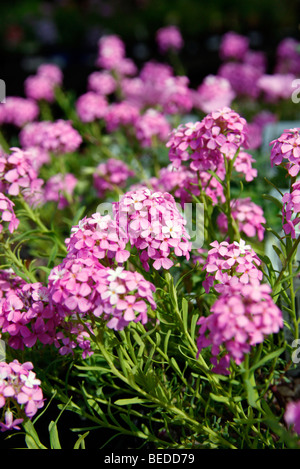 Aethionema 'Warley Rose' AGM Foto Stock