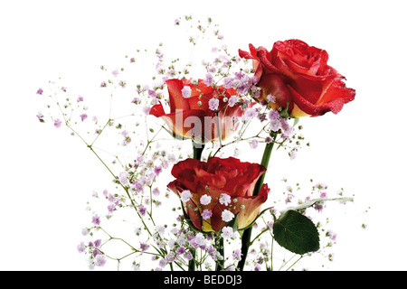 Rose rosse con il bimbo di respiro Foto Stock