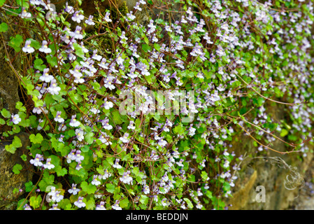 Cymbalaria muralis - Ivy lasciava Toadflax cresce su un Nord affacciata alla parete Foto Stock