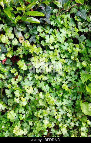 Geranium lucidum - Shining Cranesbill crescendo in Devon hedgebank Foto Stock