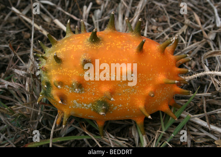 Il melone di cornuto aka Bush cetriolo Cucumis metuliferus prese nel Parco Nazionale di Kruger, Sud Africa Foto Stock