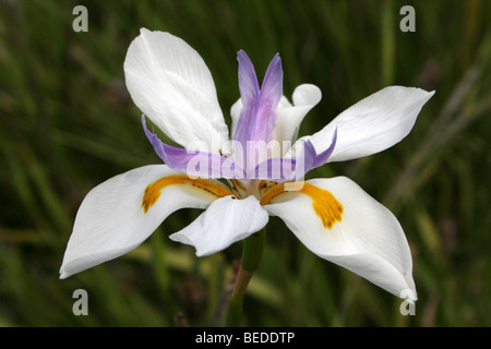 Grande iris selvatici aka fata Iris Dietes grandiflora presi nella provincia del Capo Occidentale, Sud Africa Foto Stock