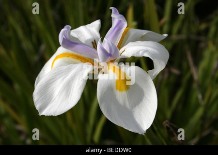 Grande iris selvatici aka fata Iris Dietes grandiflora presi nella provincia del Capo Occidentale, Sud Africa Foto Stock