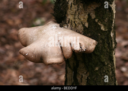 Birch Polypore funghi Piptoporus betulinus prese a mera Sands legno Riserva Naturale, Lancashire, Regno Unito Foto Stock