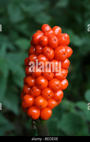 Velenoso bacche rosse di signori e signore Arum maculatum prese a Martin mera WWT, LANCASHIRE REGNO UNITO Foto Stock