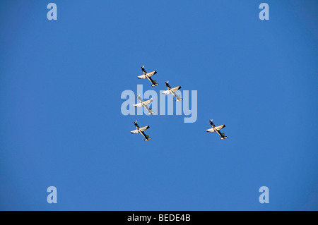 L'acrobazia Squadriglia in volo di formazione su Cape Town, Sud Africa e Africa Foto Stock