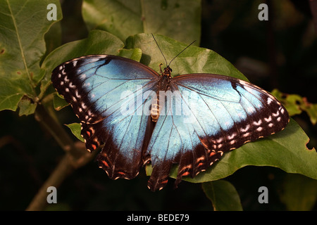 Blu Peleides morfo (Morpho peleides) con ali aperte Foto Stock