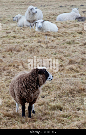 Pecore in dune, isola di Sylt, Frisia settentrionale, Schleswig-Holstein, Germania, Europa Foto Stock