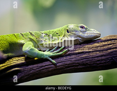 Emerald Tree Monitor (varanus prasinus) Foto Stock