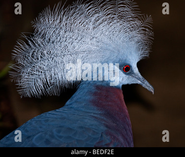 Southern incoronato piccione (goura scheepmakeri) Foto Stock